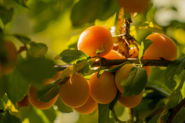 Apricot Kernel Oil - Literary Lip Balms